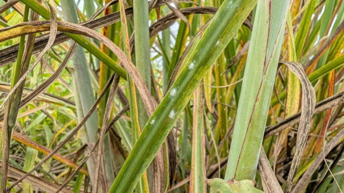 Invasive Pasture Mealybug Hits Florida