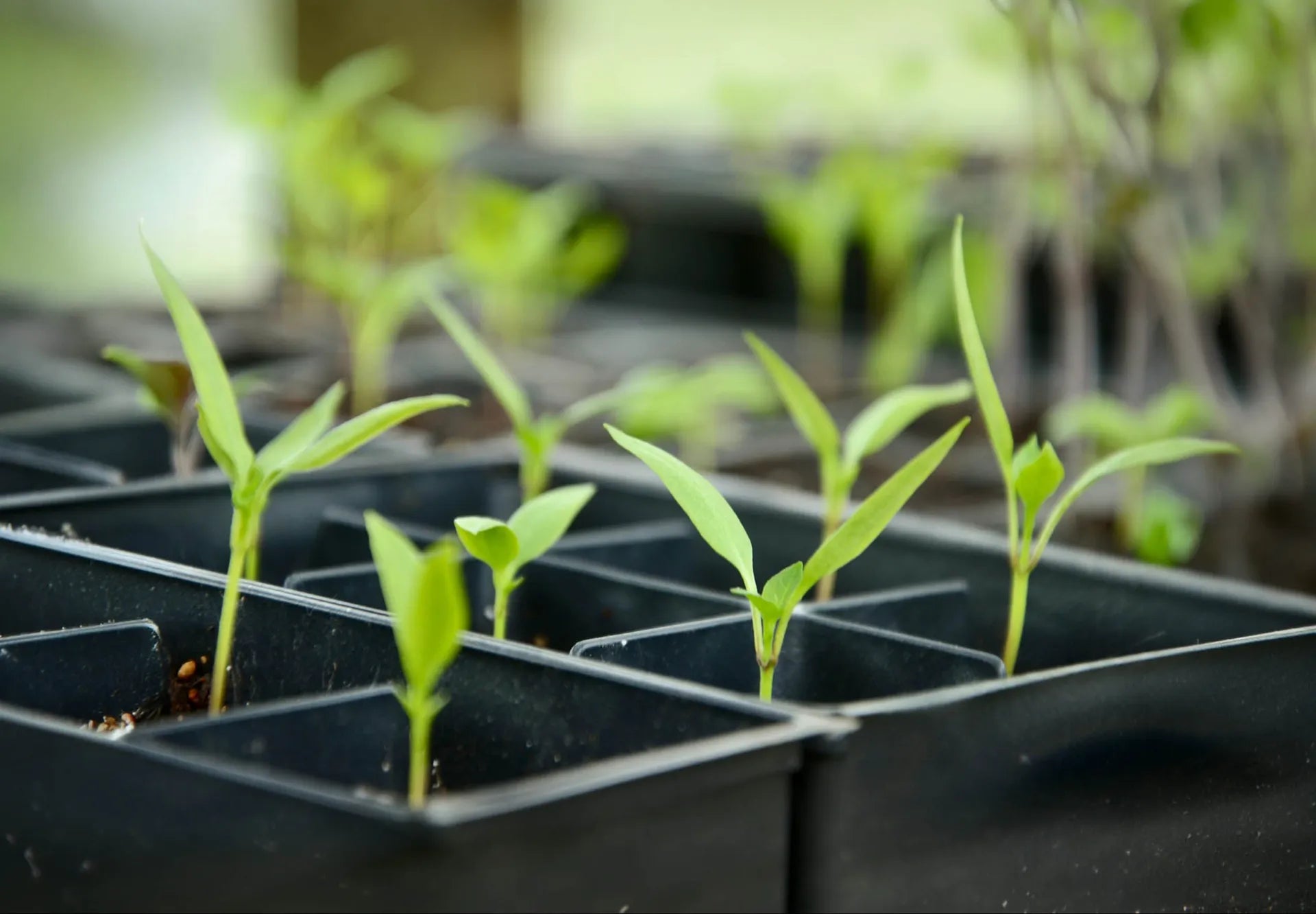 Green seedling plants in black plastic nursery trays, photographed close-up with a softly blurred outdoor background.