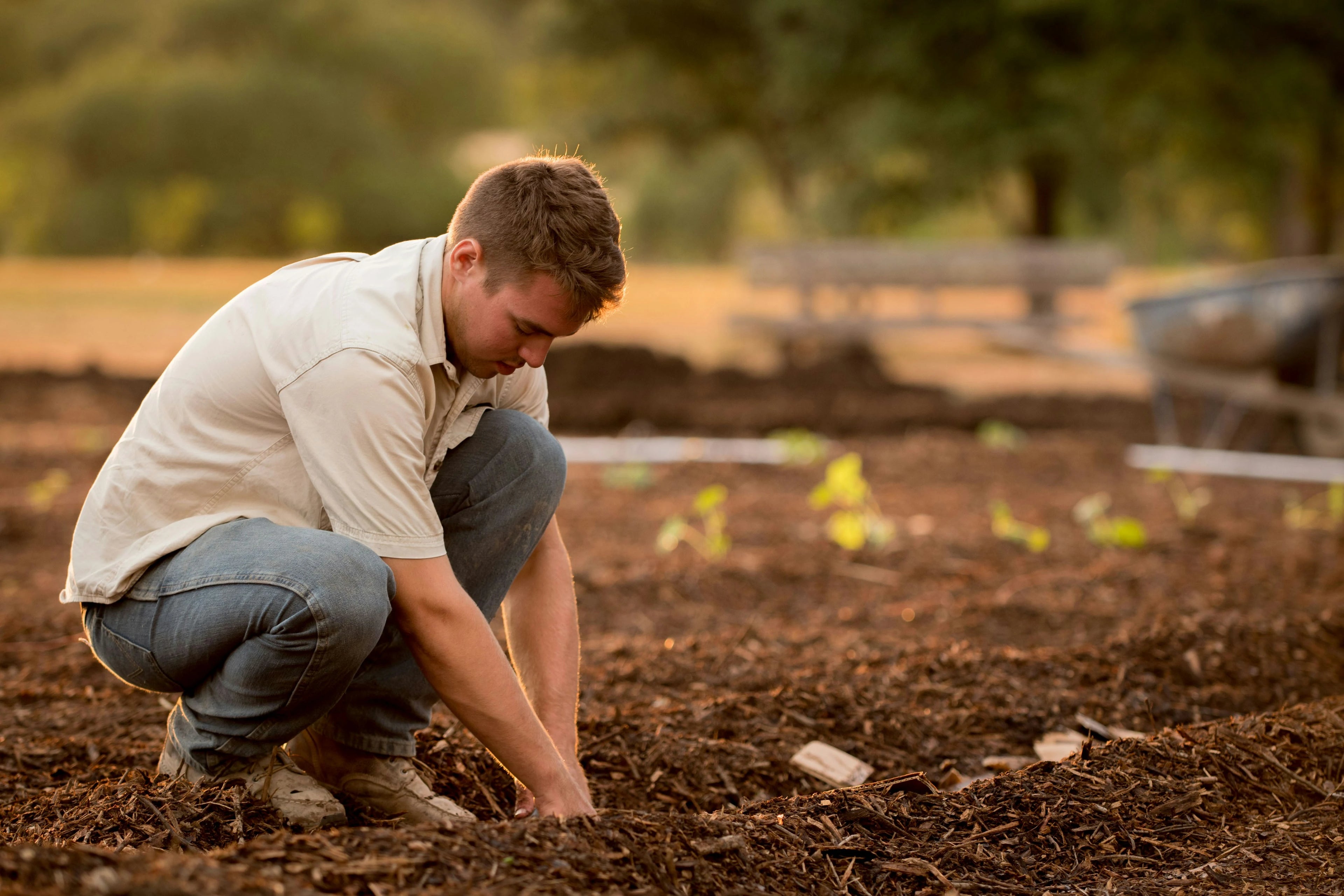 A man crouching in a garden bed, planting or tending soil next to small green seedlings. He is wearing a light beige short-sleeve polo shirt and blue jeans in an outdoor garden setting with a warm golden hour background.